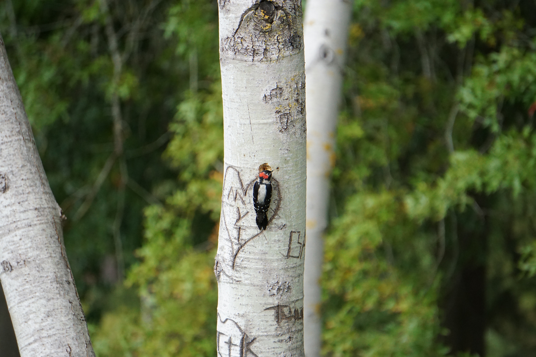 Downy woodpecker – with Love