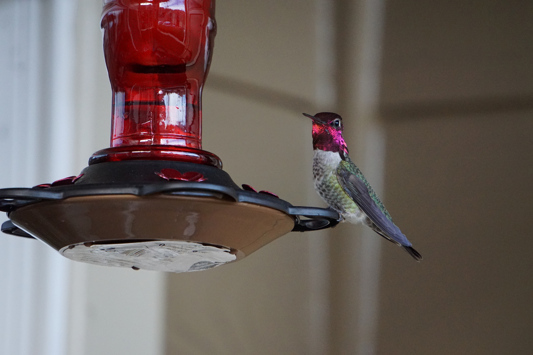 Anna’s Humming Bird