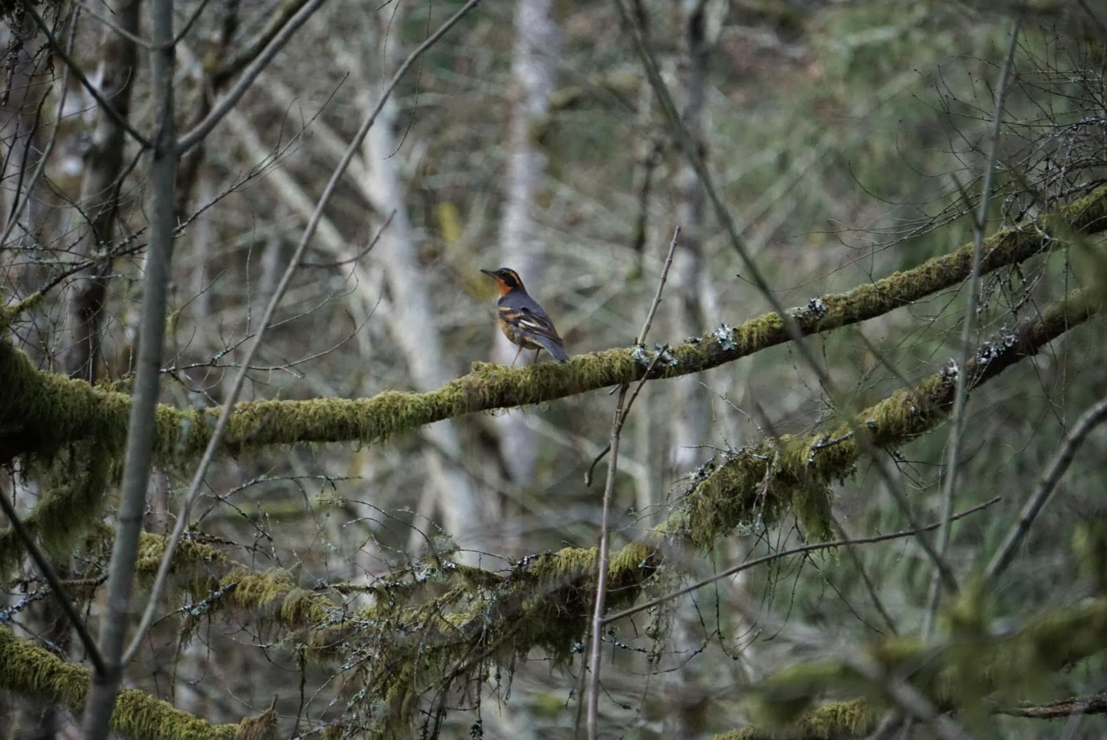 Varied Thrush