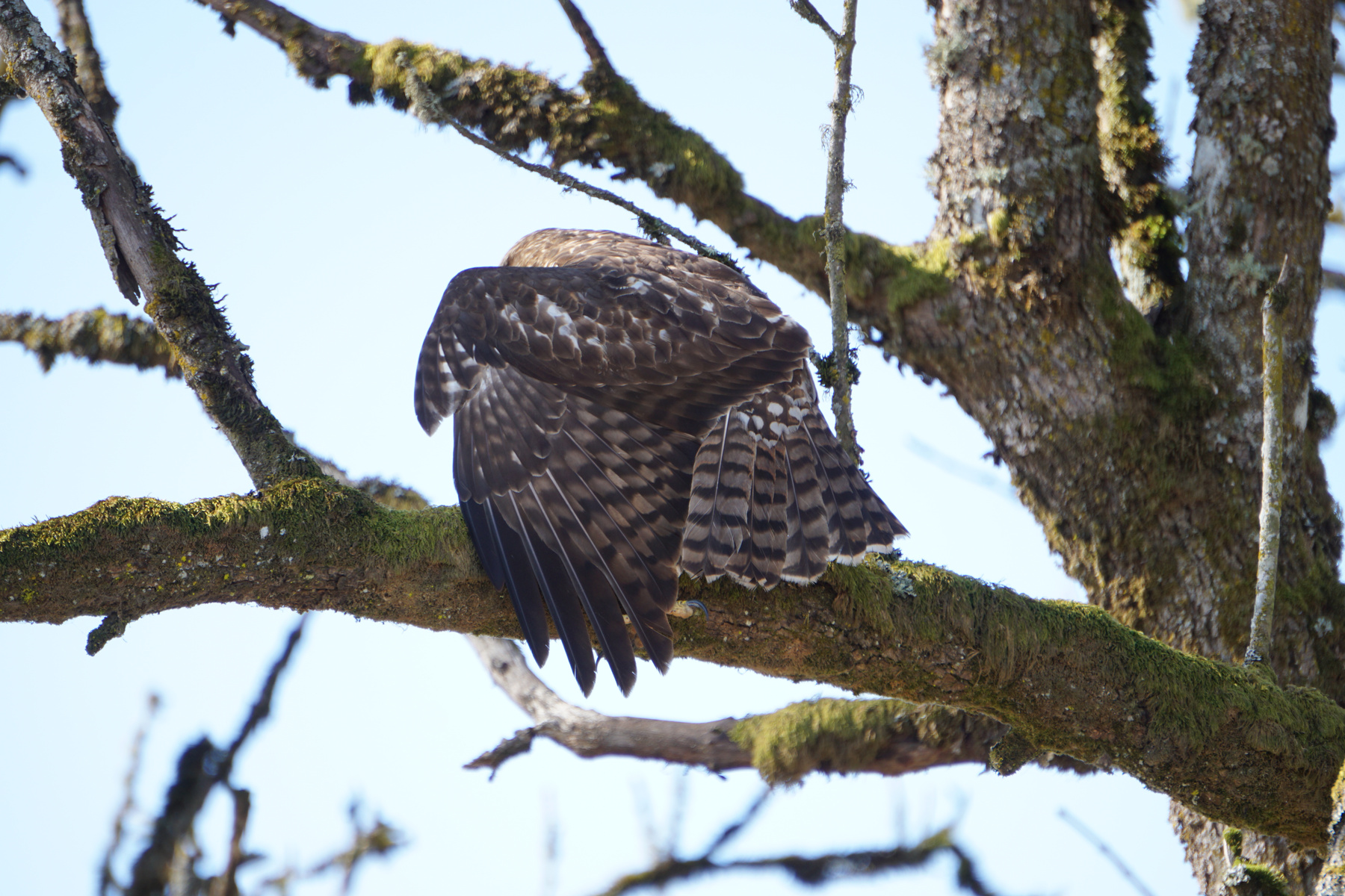 Red Tail Hawk – A little shy