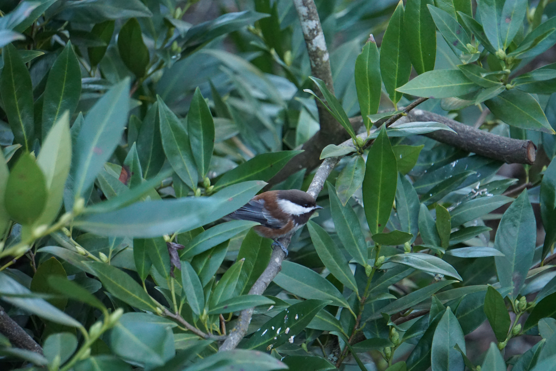 Chestnut-backed Chickadee