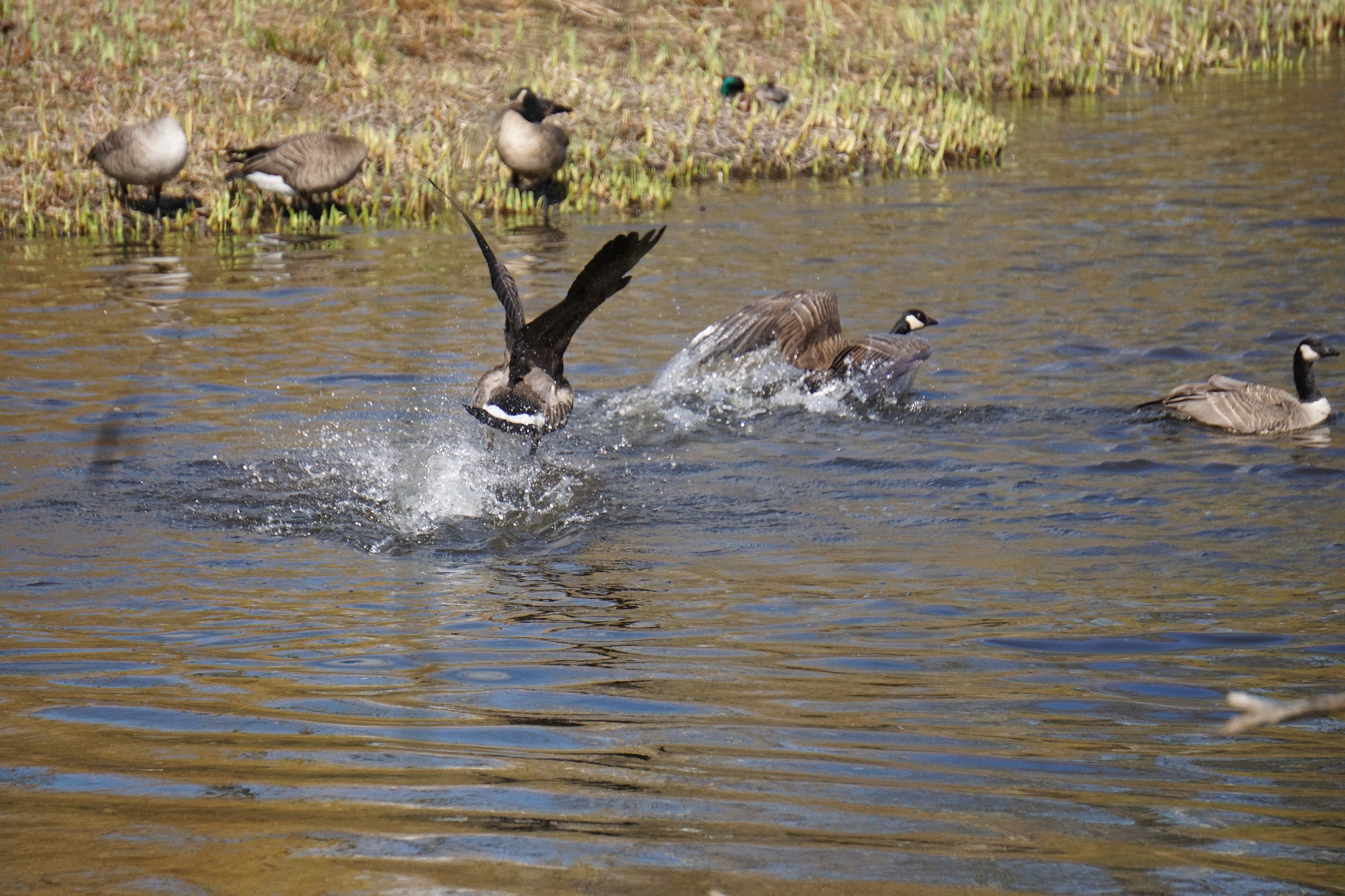 Canadian Geese