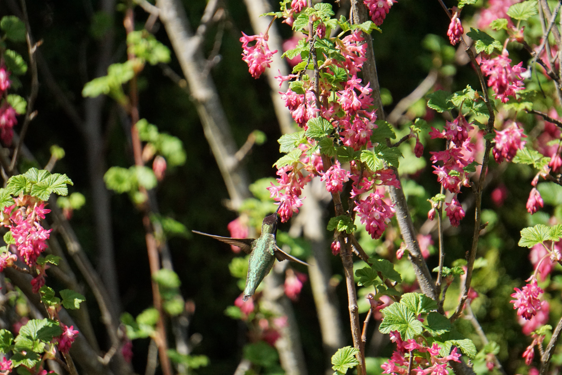 Anna’s Humming Bird