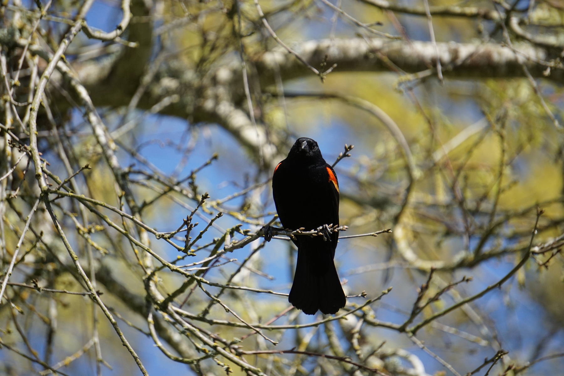 Red-winged Blackbird