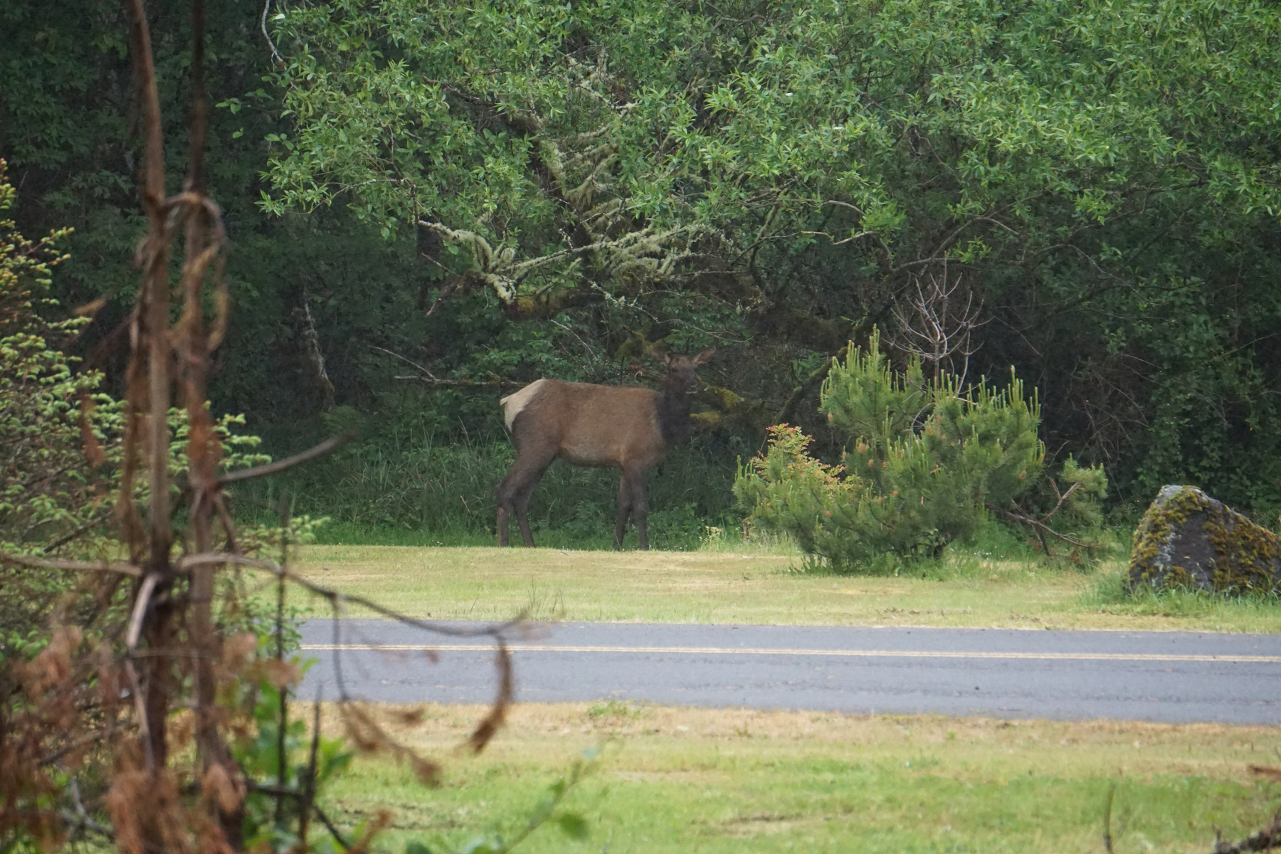 Elk