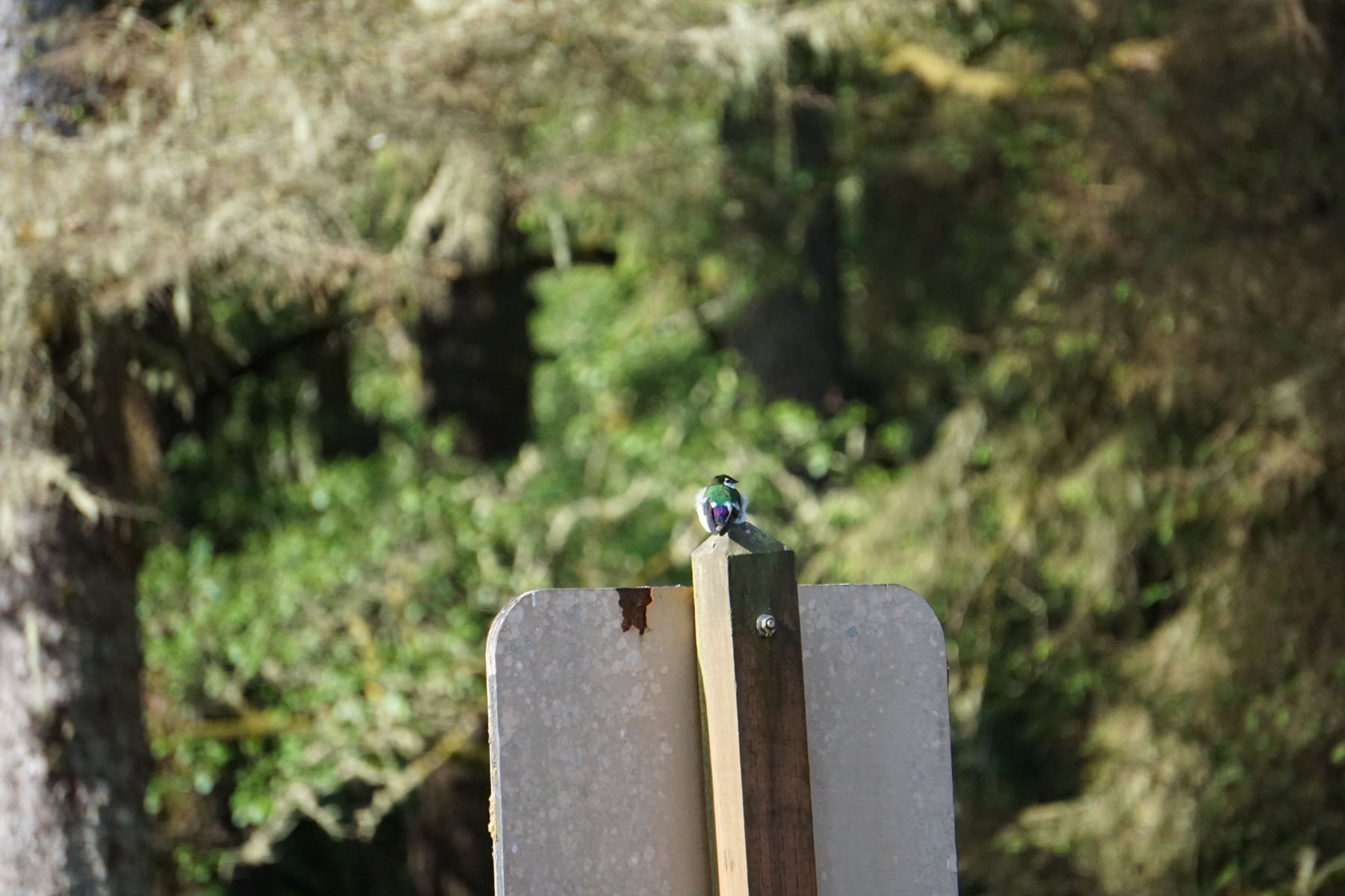 Violet-green Swallow