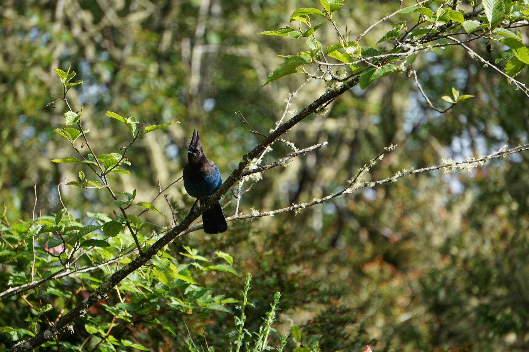 Steller’s Jay