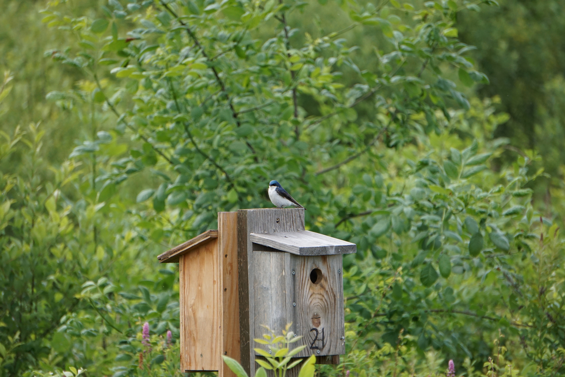 Tree Swallow