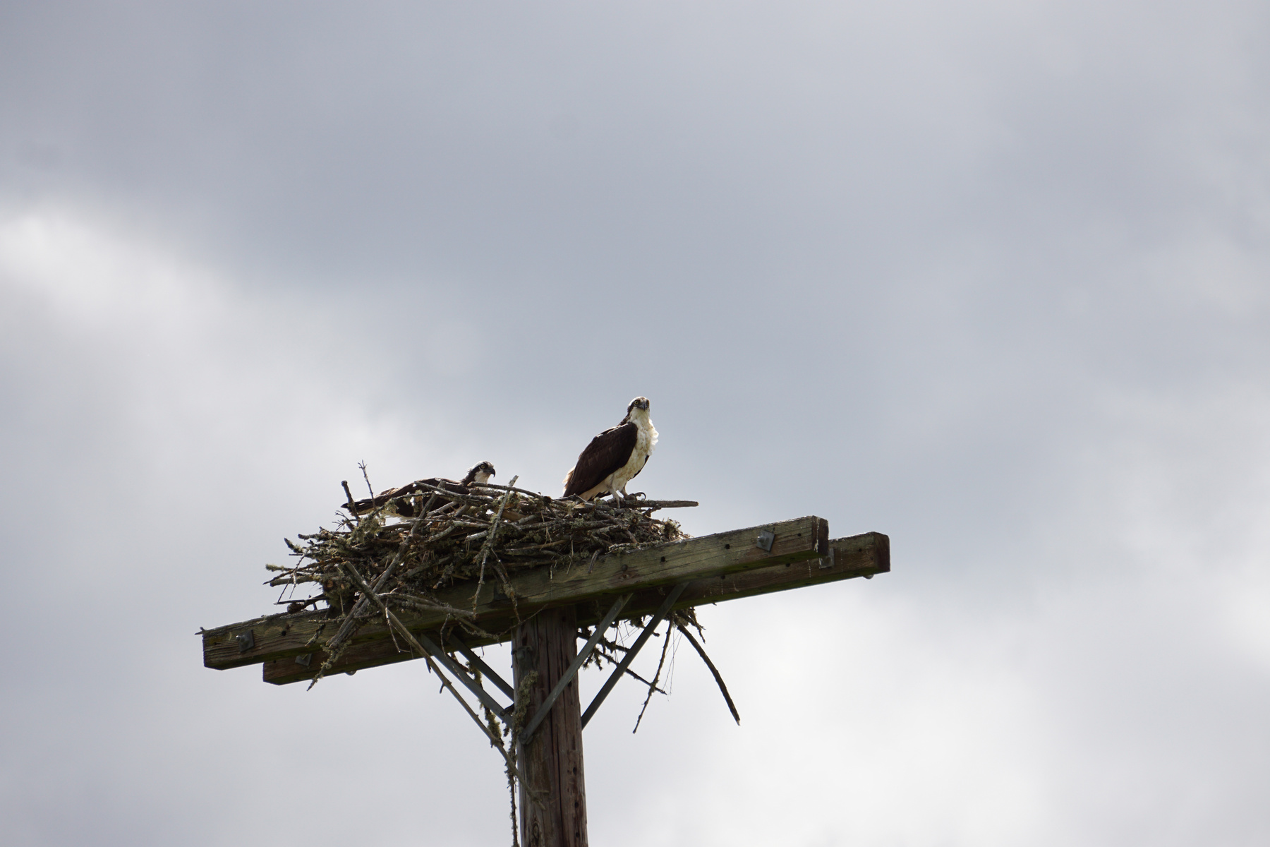 Osprey