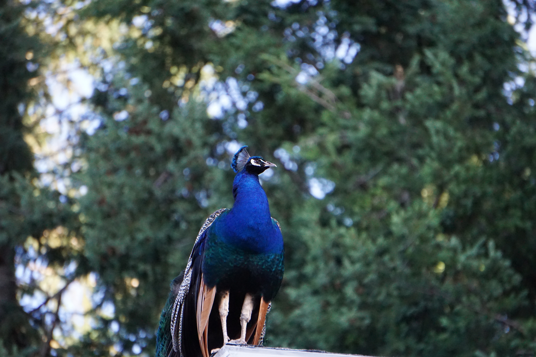 Peacock