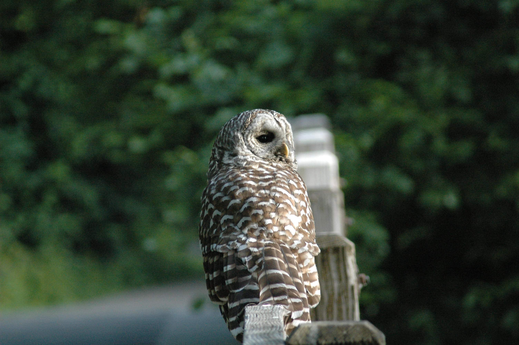 Barn Owl