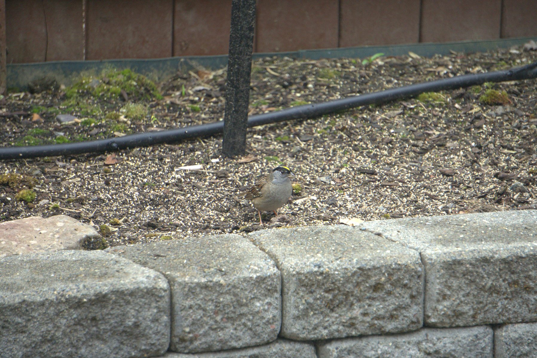 Golden-crowned Sparrow