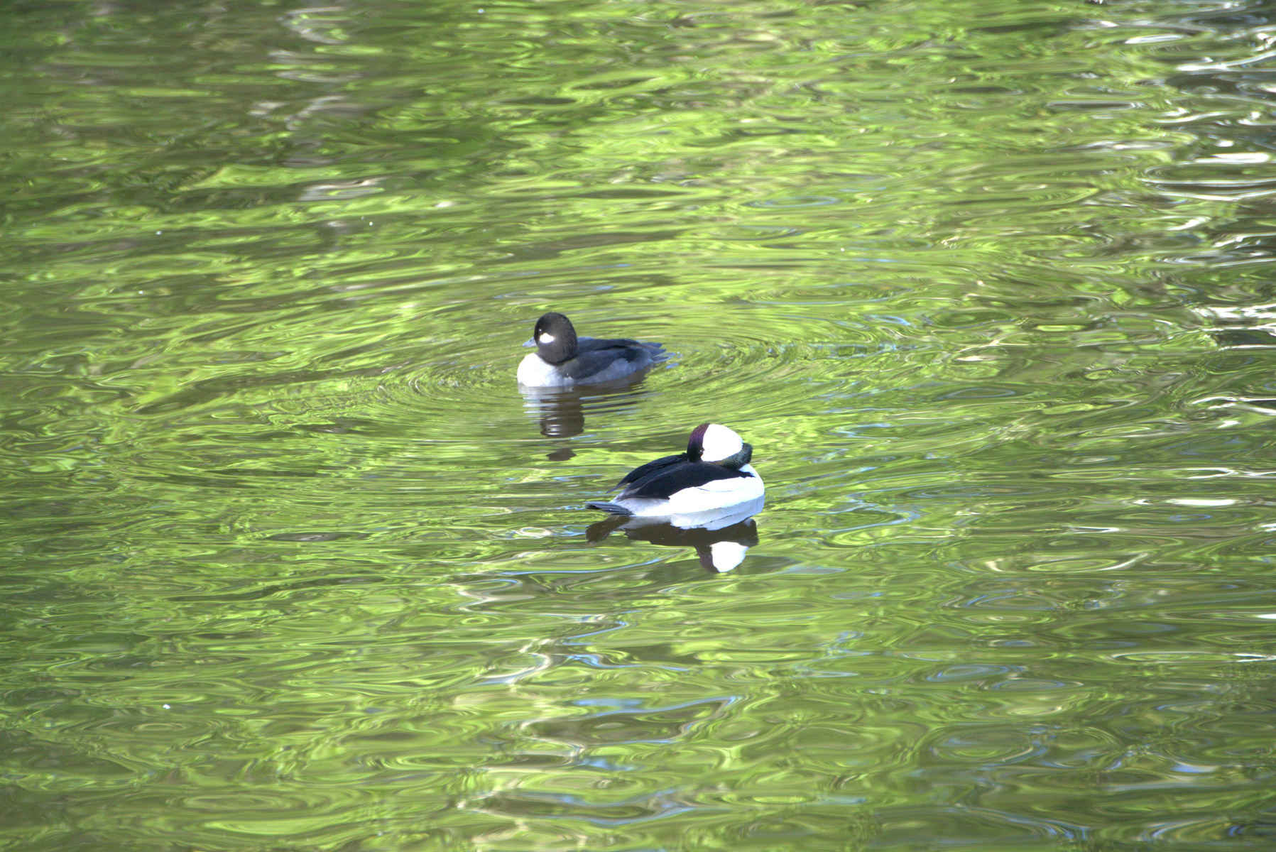 Bufflehead