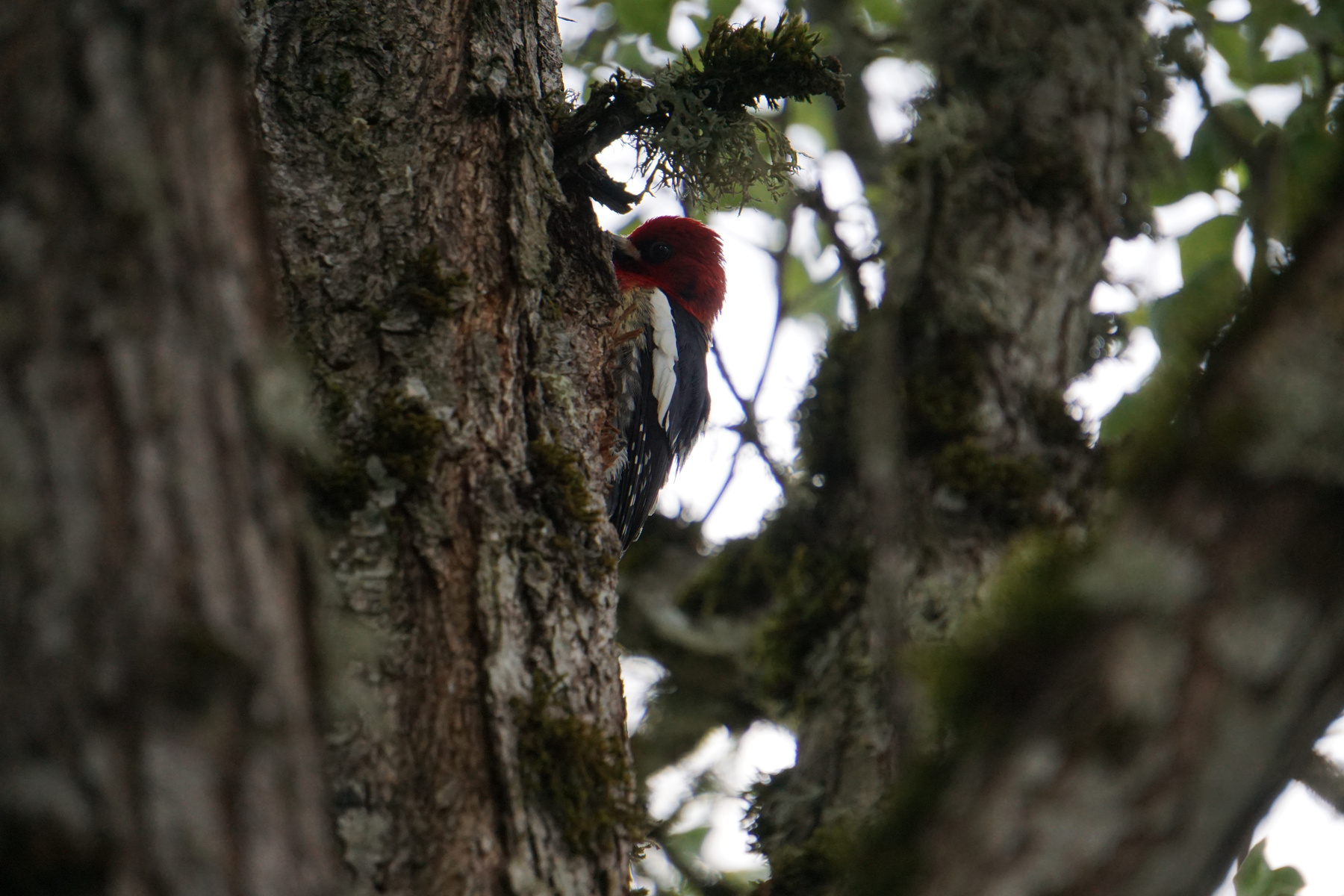 Red-breasted Sapsucker