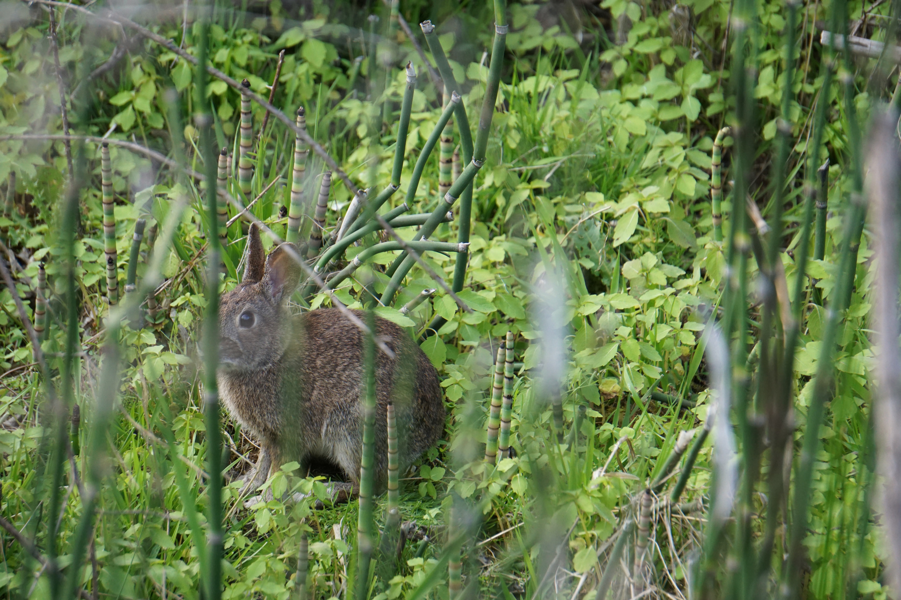 Rabit