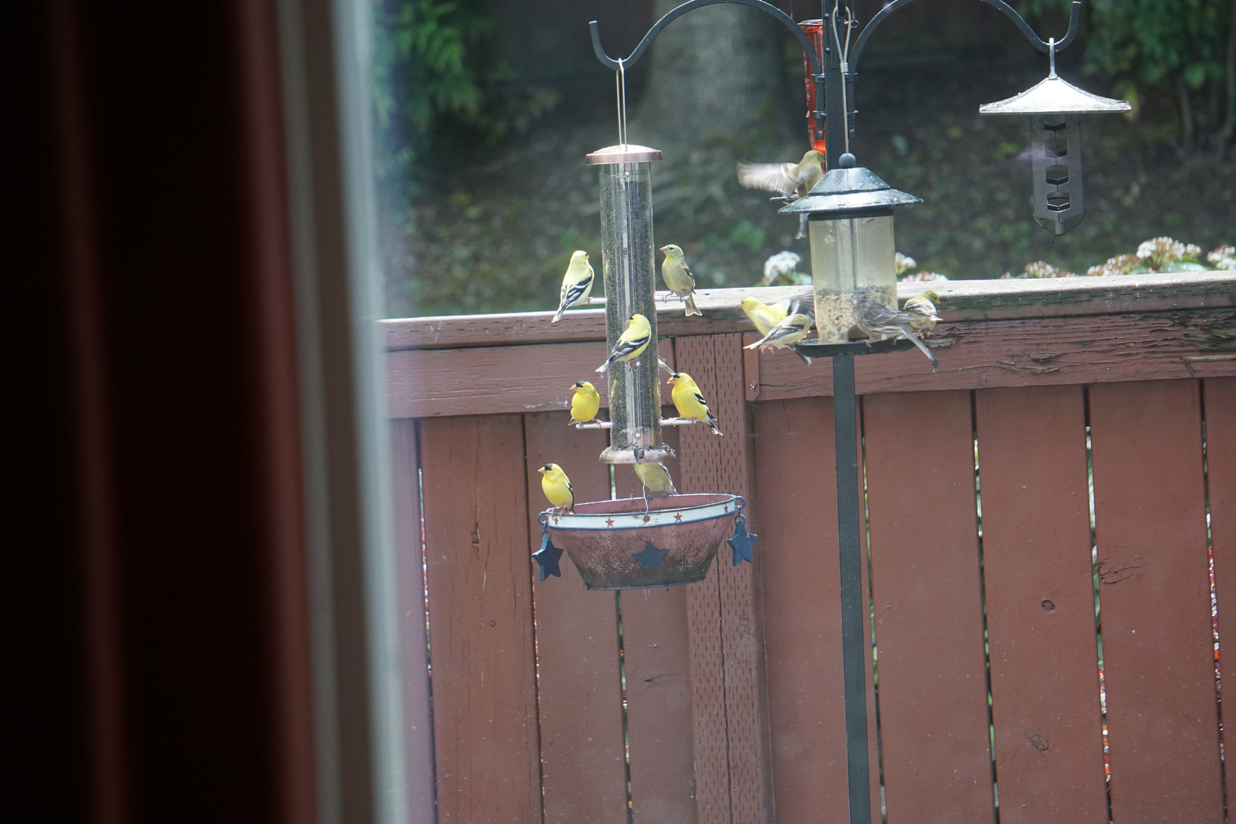 American goldfinch and others