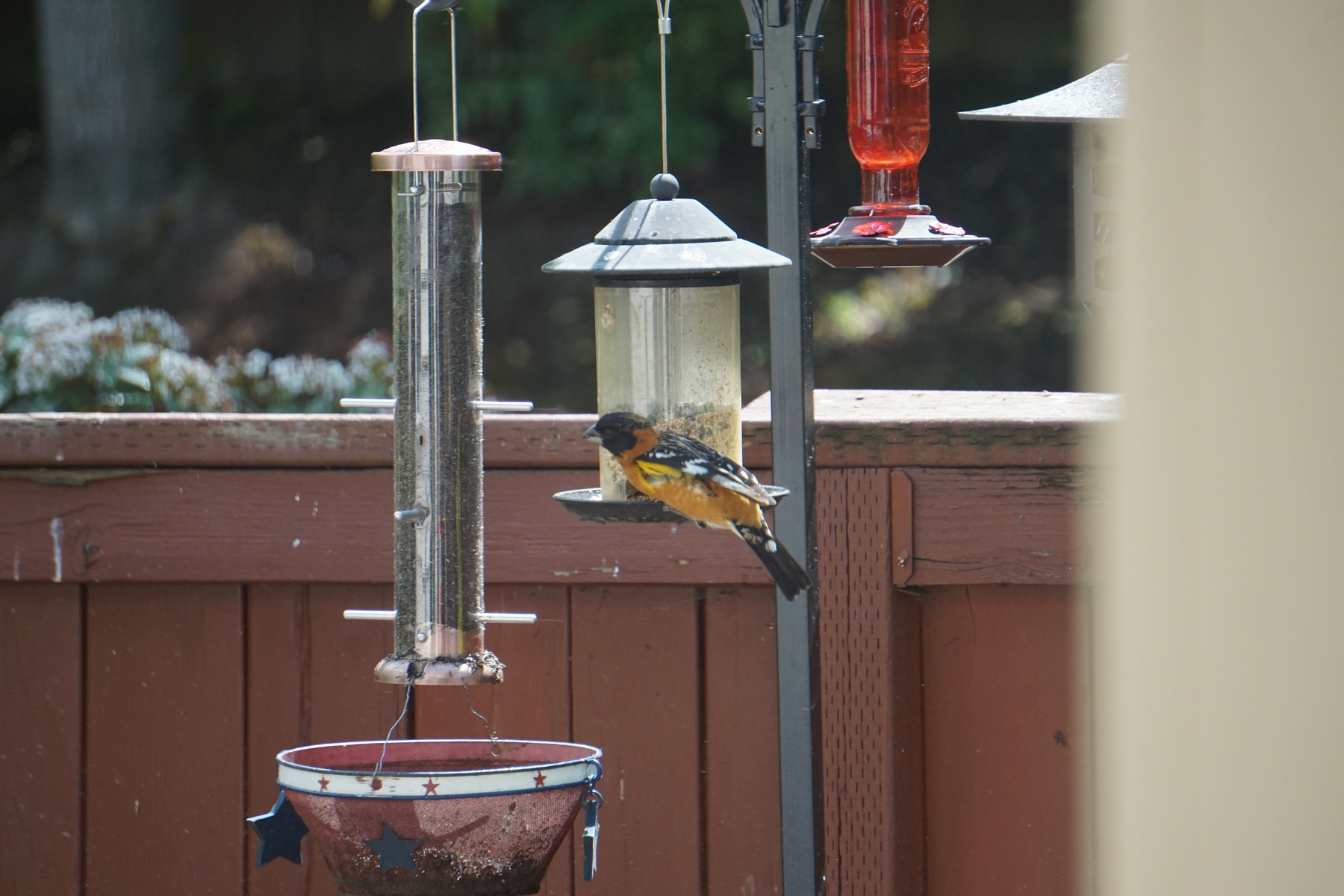 Black-headed Grosbeak