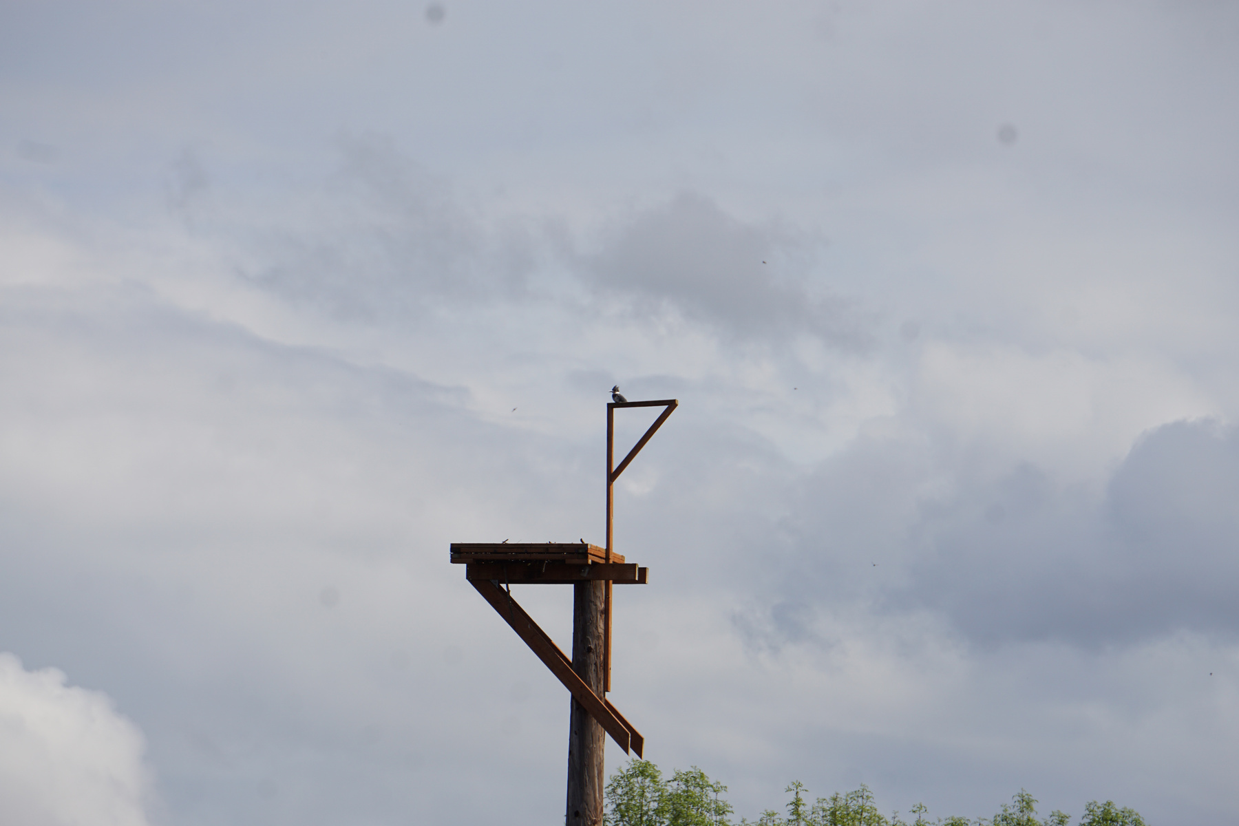 Belted Kingfisher