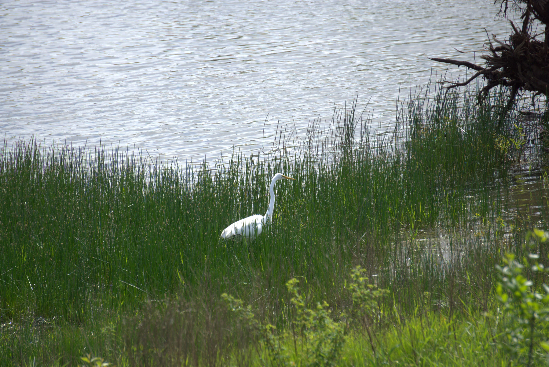 Great Egret