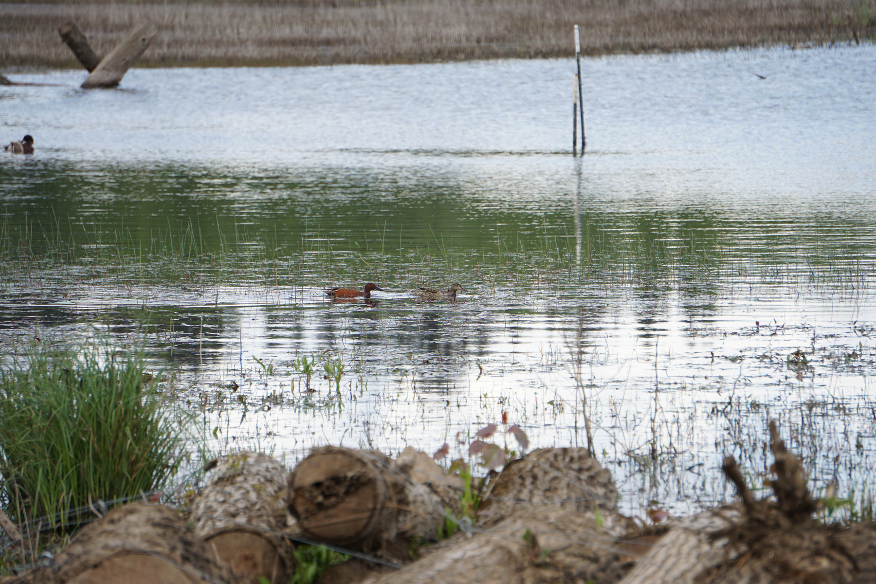 Cinnamon Teal